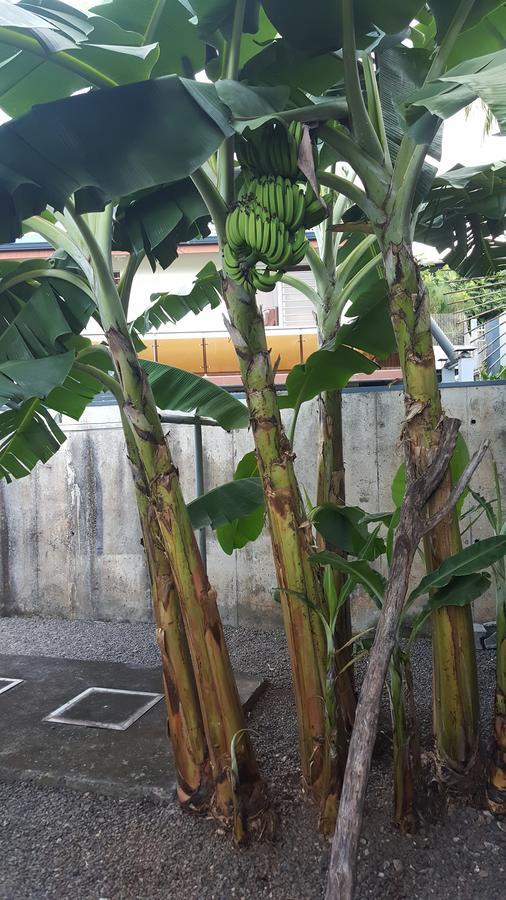 Hanikea Papeete Papeete  Dış mekan fotoğraf